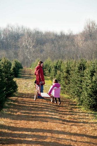 Home-Based Business: Christmas Tree Farm
